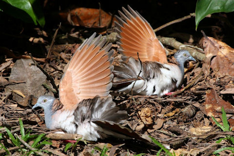 Bar-shouldered Dove (Geopelia humeralis)